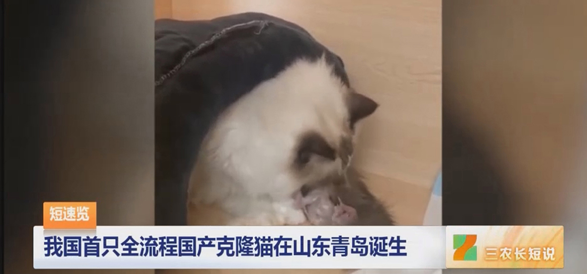 Hariomed Assists in the China's First Cloned Cat 