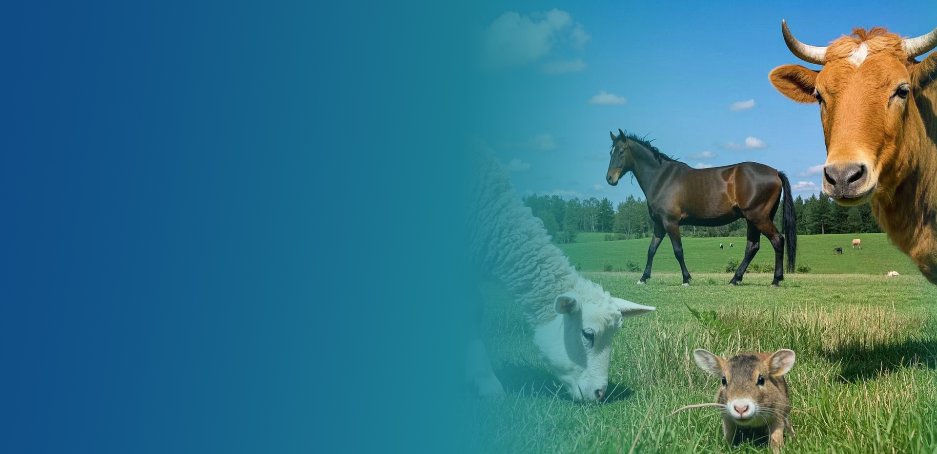 Animal Research
