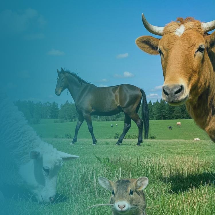 Animal Research
